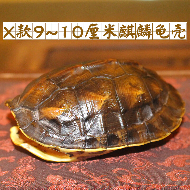 x款六线麒麟龟壳910厘米