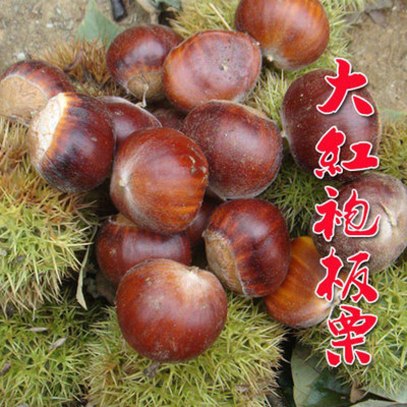 看苗木历史价格网站|苗木价格历史