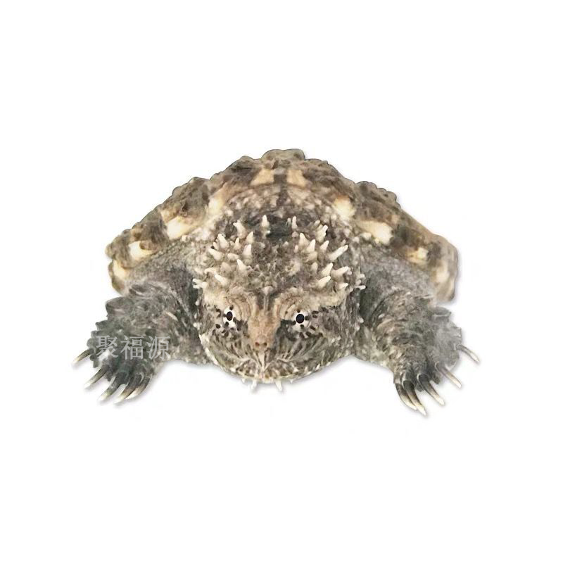 京东异宠活体价格曲线图在哪|异宠活体价格走势