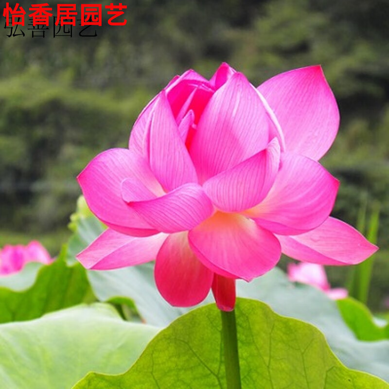 池塘大型荷花种子高产莲蓬莲子花多高产藕莲花种子 雨荷20粒