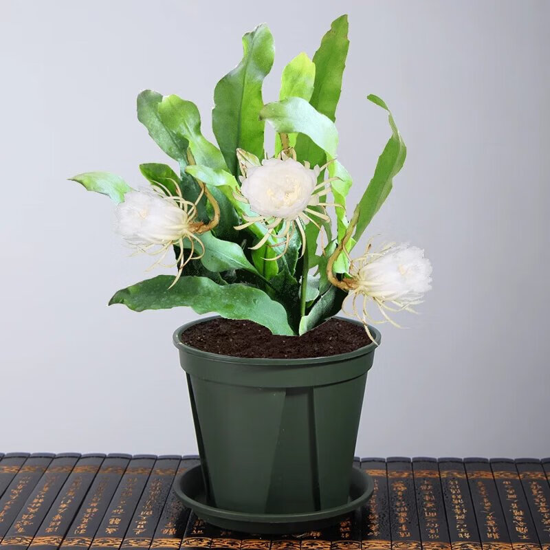 辉客映上昙花盆栽室内客厅观赏花卉昙花一现好养植物阳台庭院昙花苗易