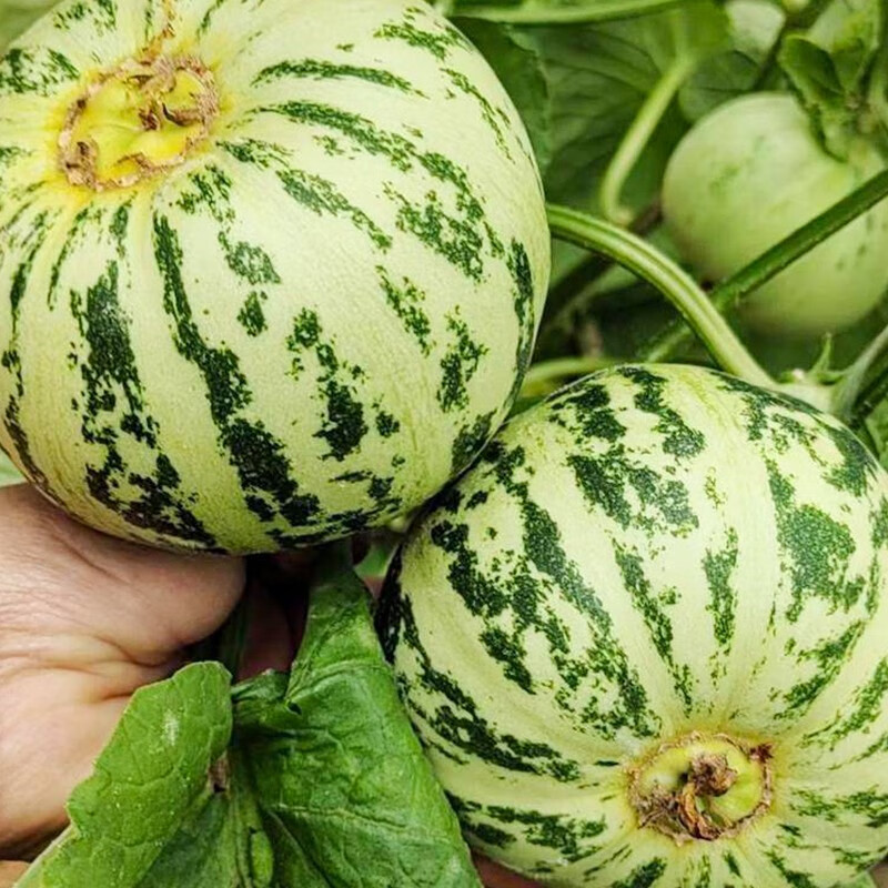 种菜记老品种面瓜种子黄皮黑皮花皮面瓜种籽露地生吃甜瓜种籽香瓜四季