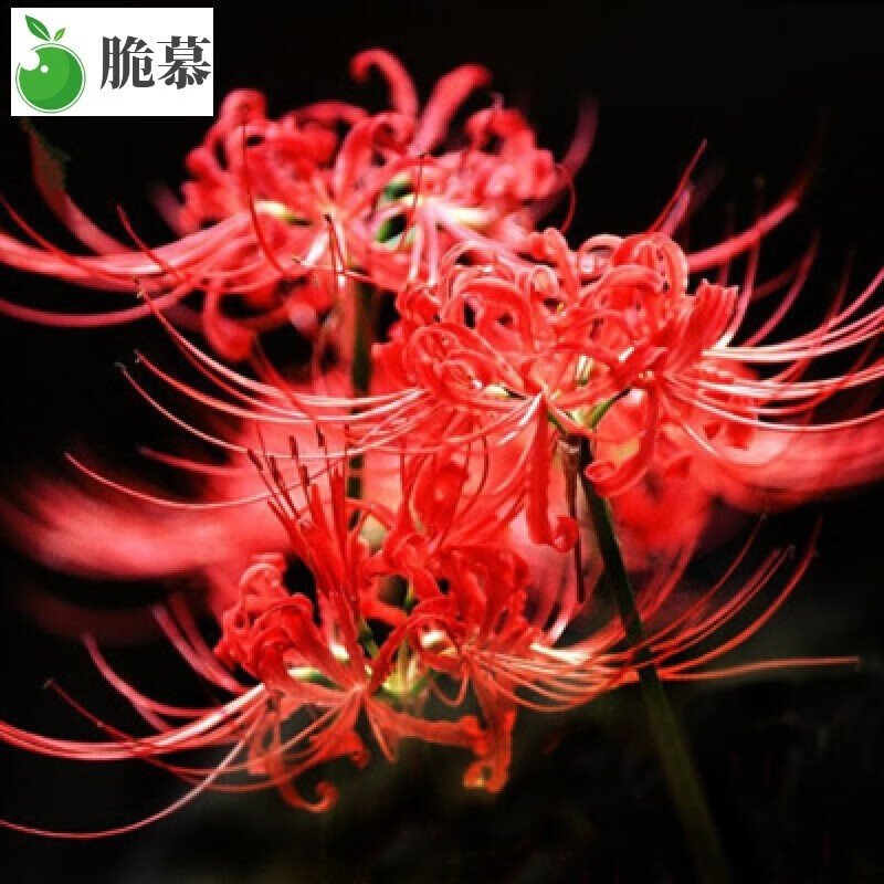四季花卉绿植盆栽彼岸花种子曼珠沙华 彼岸花种球 石蒜 室内阳台 红色