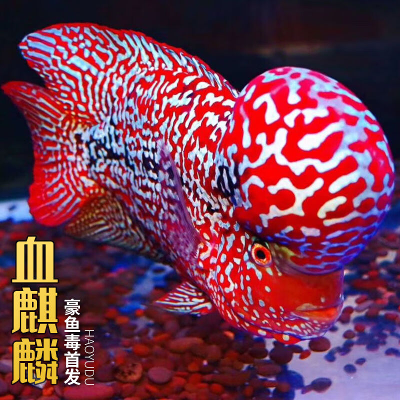 荣郁罗汉鱼鱼苗活体起头大苗红马观赏鱼小鱼好养活德萨亚成火凤凰
