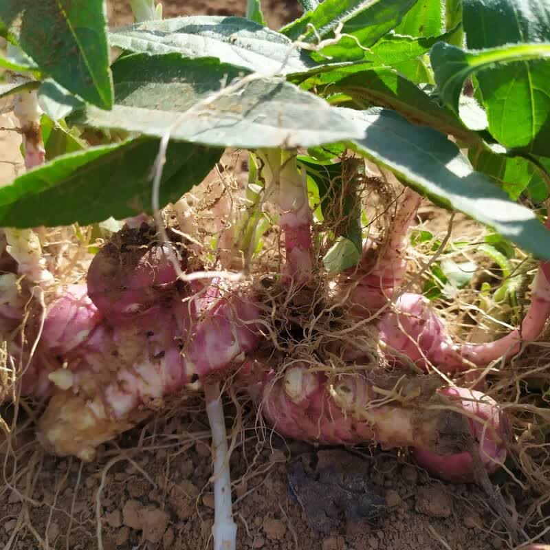 鬼子姜姜不辣洋姜种子产地现挖5斤10斤洋姜种子种苗 5斤