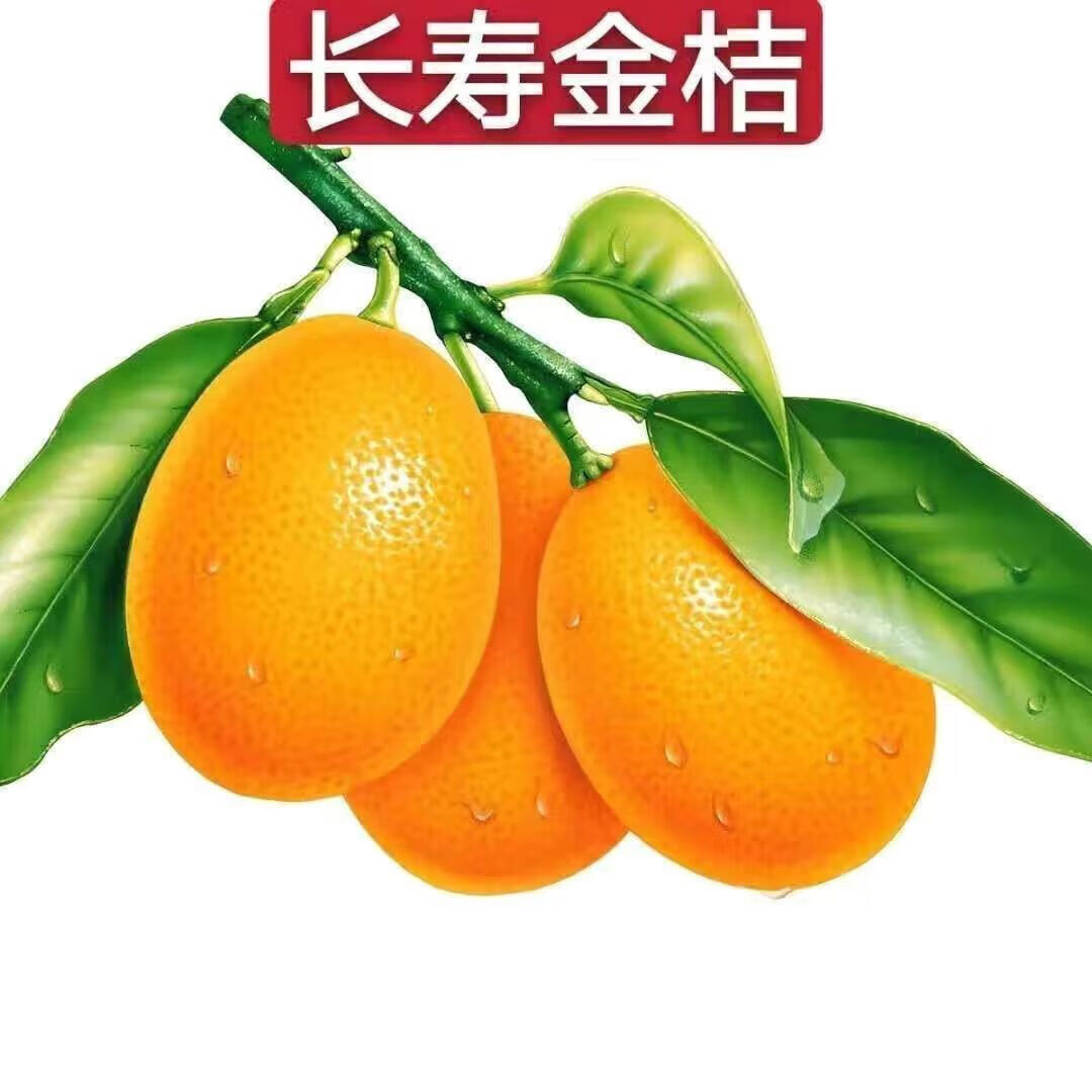 庭院种植可食用观赏四季橘子树带果原盆原土 长寿金桔【寓意很好】