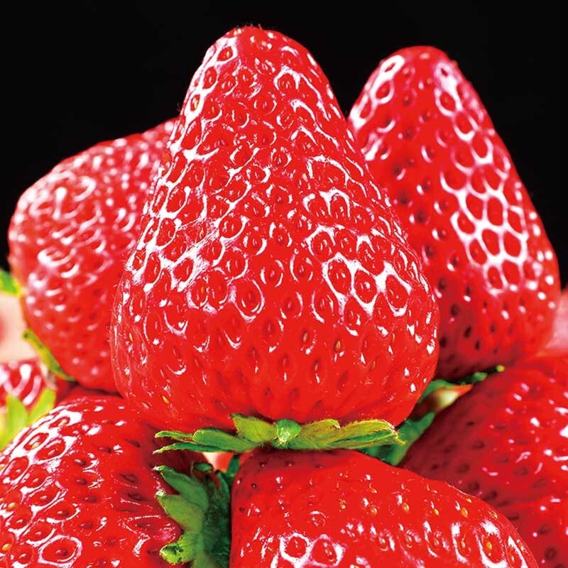 鲜合汇优红颜99奶油草莓 大凉山草莓  新鲜水果年货礼盒 带箱3斤单果08-12g/净重2.0斤+