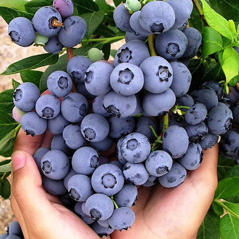 特大果高产蓝莓苗带土发货蓝莓树苗南方北方种植盆栽地栽当年结果 5年苗（当年结果多） 40cm(含)-50cm(不含)使用感如何?