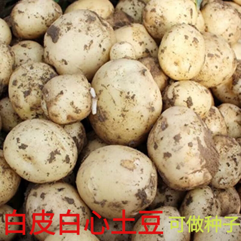 米囹【皮薄易剥】甘肃定西农家白心白皮土豆马铃薯产地直发土豆种子 4