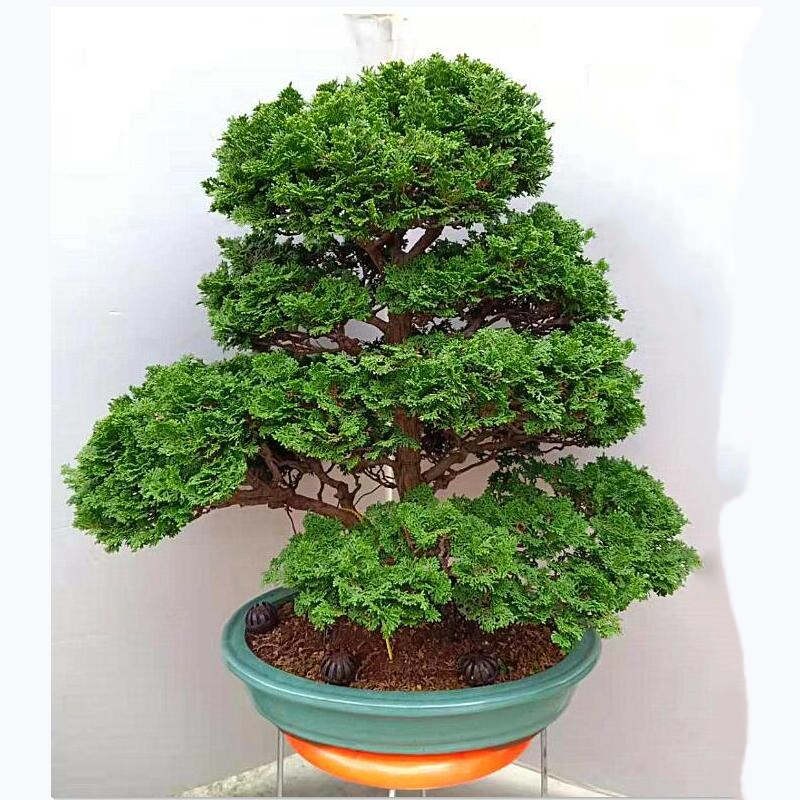 津山桧盆景树桩津山桧盆景盆栽津山桧柏大品石化桧盆景连山桧连山桧