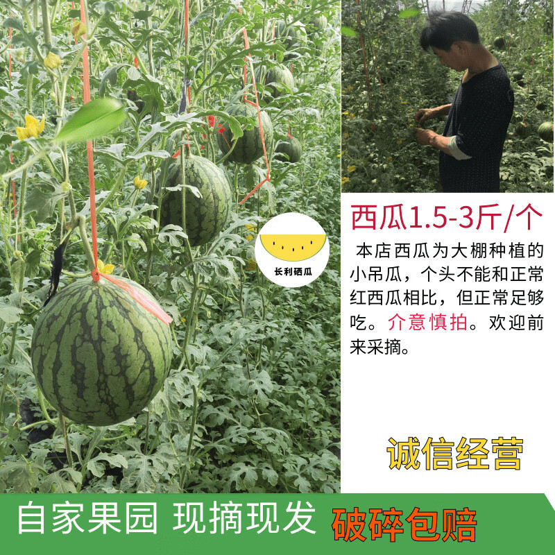 黄心西瓜当季水果新鲜黄肉孕妇儿童仁风富硒西瓜非麒麟特小凤无籽 3斤