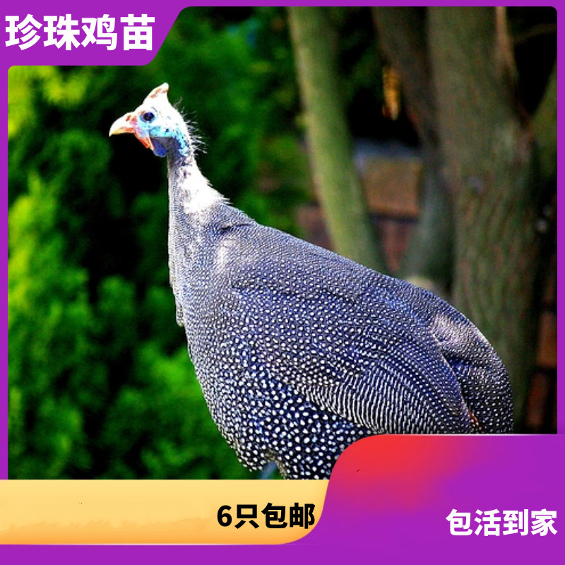 鸡苗】相关京东优惠商品排行榜(3) - 价格图片品牌优惠券- 虎窝购
