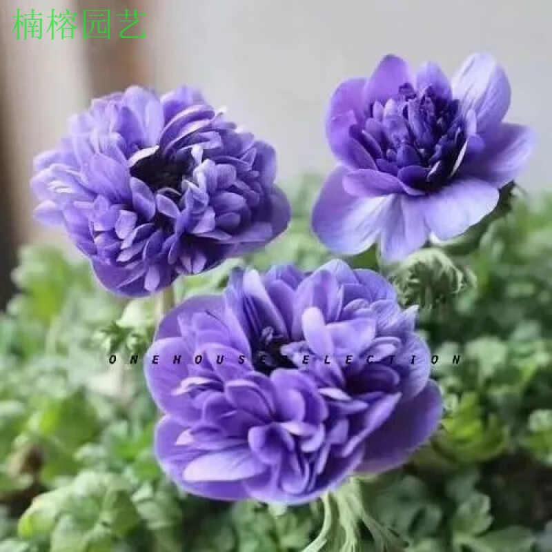 银莲花耐寒进口切花花卉阳台盆栽多年生好养护春季花量大 和谐重瓣