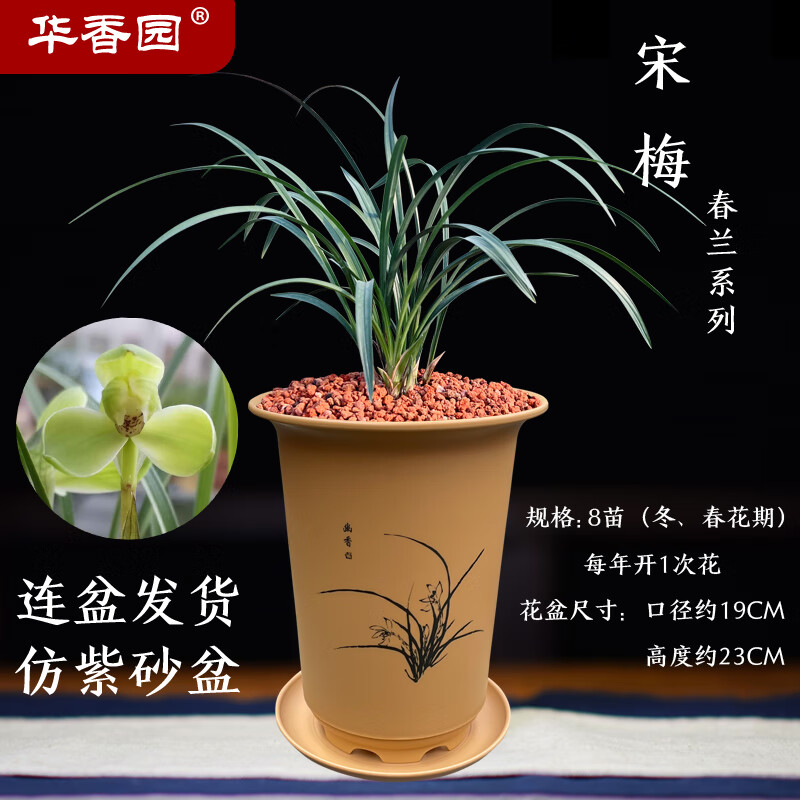 兰花苗 春兰老八种之一【宋梅】浓香型 养兰入门必选品种室内盆栽景