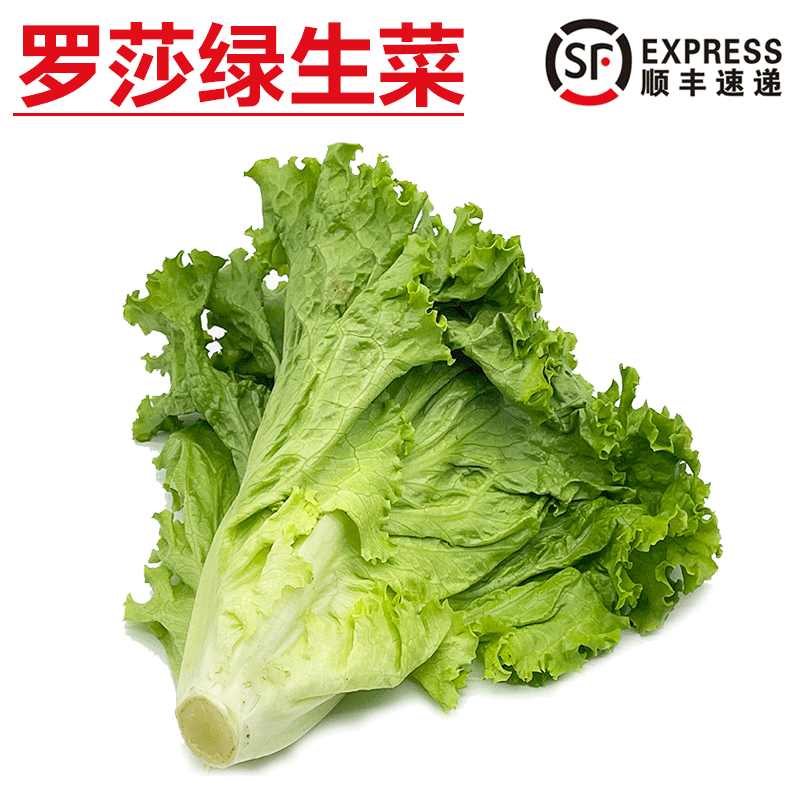 旷古农业【顺丰】罗莎绿生菜 绿萝莎 绿毛花边生菜 新鲜蔬菜 500g