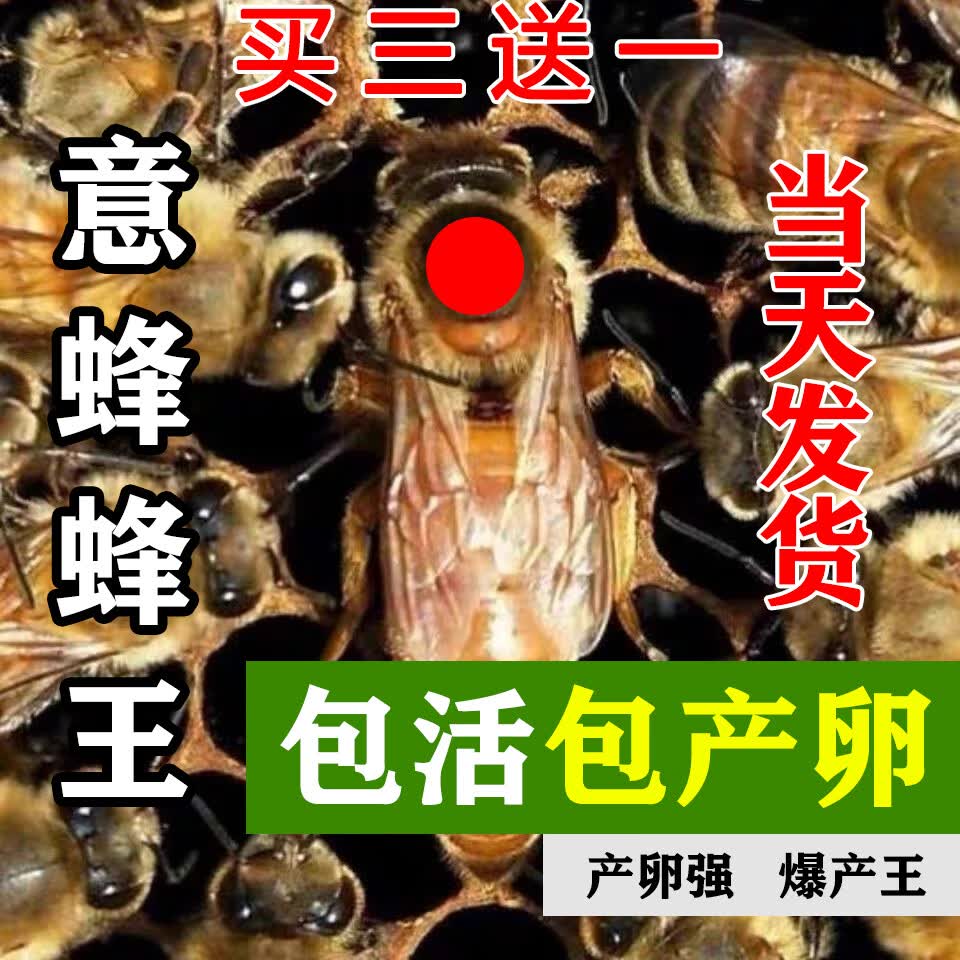 建功意蜂蜂王出售意蜂王种王意蜂王产卵王蜜王浆王新开产王蜂王生产王