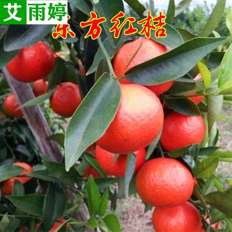 艾雨婷 新品种世纪红柑橘子树苗东方红桔树苗洞庭红桔苗盆栽地栽当年