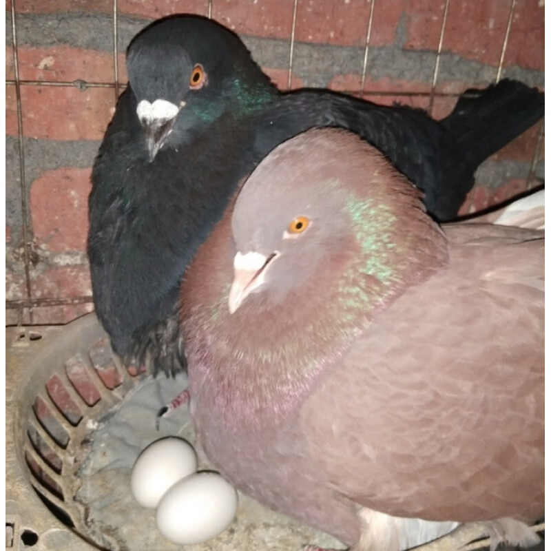 鸽子受精蛋白羽王灰色银王大体肉鸽观赏鸽蛋 各种颜色鸽蛋随机4枚普通