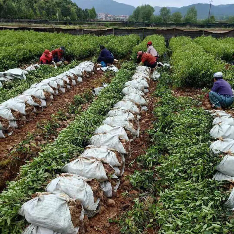 江影清江西嫁接油茶树苗批发杂交油茶籽苗茶子树长林油茶南方种植 二