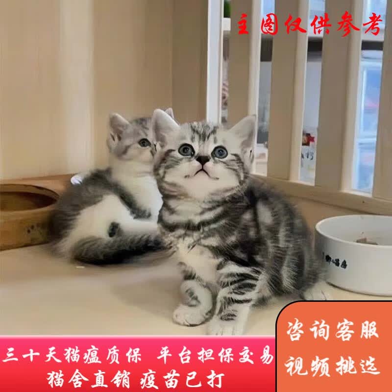 福贝纯享美短加白起司猫咪活体美国短毛猫曼基康矮脚小短腿纯种折耳宠物猫 宠物级 宠物级标斑B款 母属于什么档次？