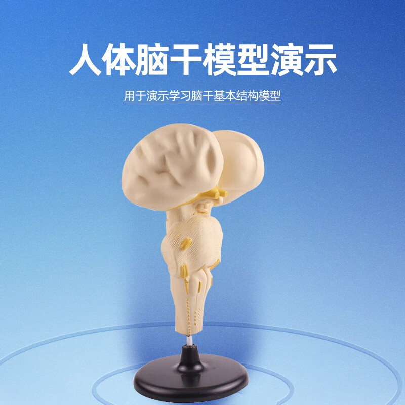 初中高中生物实验器材中学教学仪器教具生物学延髓脑桥中脑神经医学用
