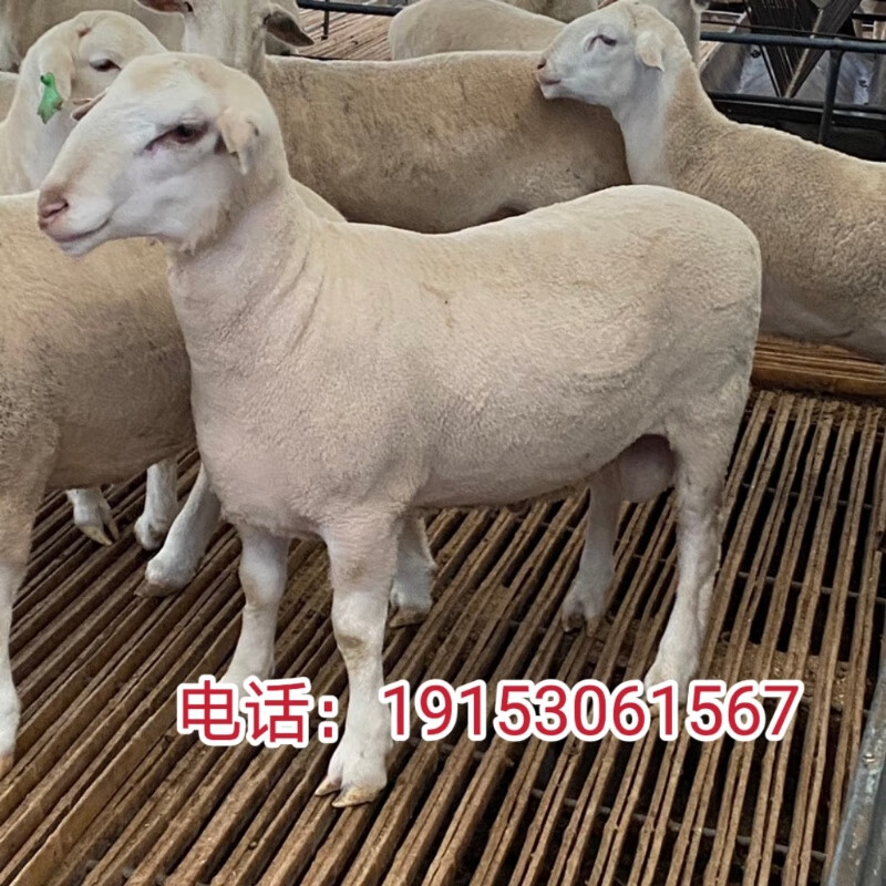 澳洲白绵羊
