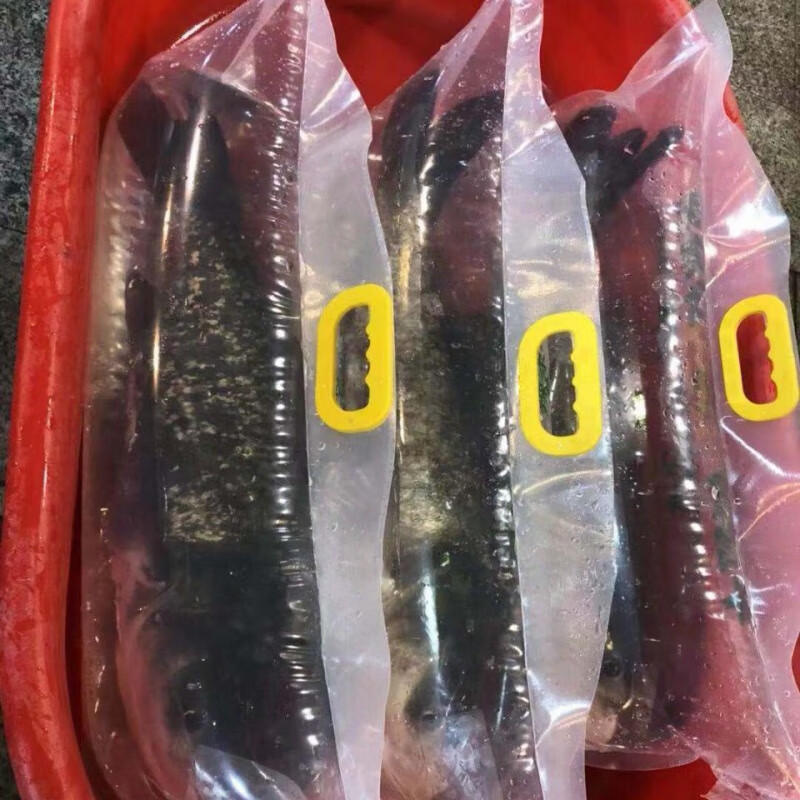 源外园千岛湖胖头鱼 千岛湖活鱼 淡水鲢鳙活鱼大头鱼包头花鲢 端午 送礼 6斤活鱼