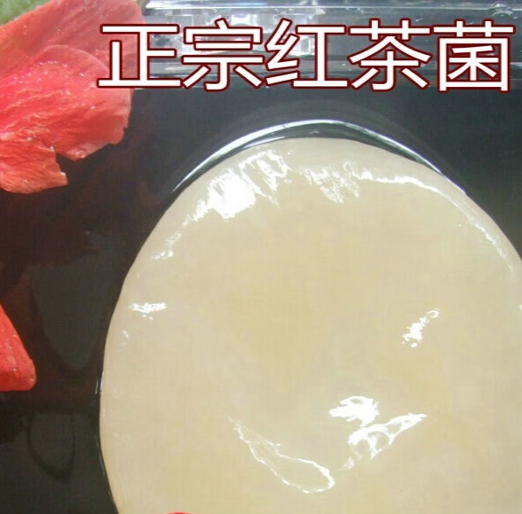 虎钢馋传统培养正宗红茶菌菌种母菌胃宝海宝醋蛾子3片装