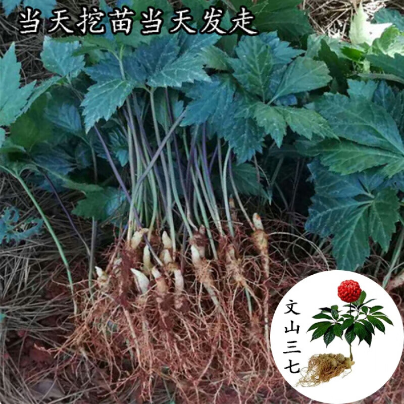 绿中蕊三七苗1年种苗云南文山名贵药材苗绿植三七参田七苗整株发货 1