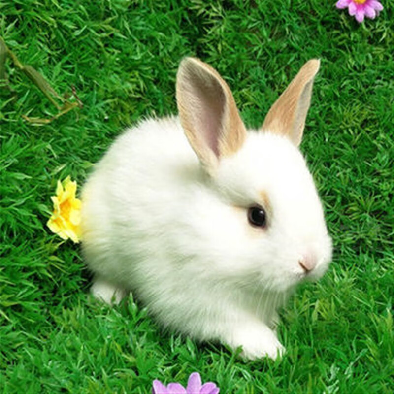 double yellow兔子活物 肉兔活体幼崽家兔纯种大型农家宠物兔兔苗 黄