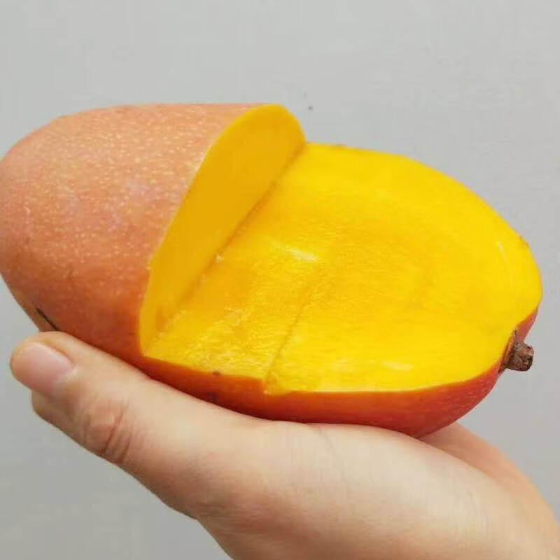 亲果力树上熟海南红皮芒果爱文三亚热带新鲜水果玉文水晶 3斤 大果 3