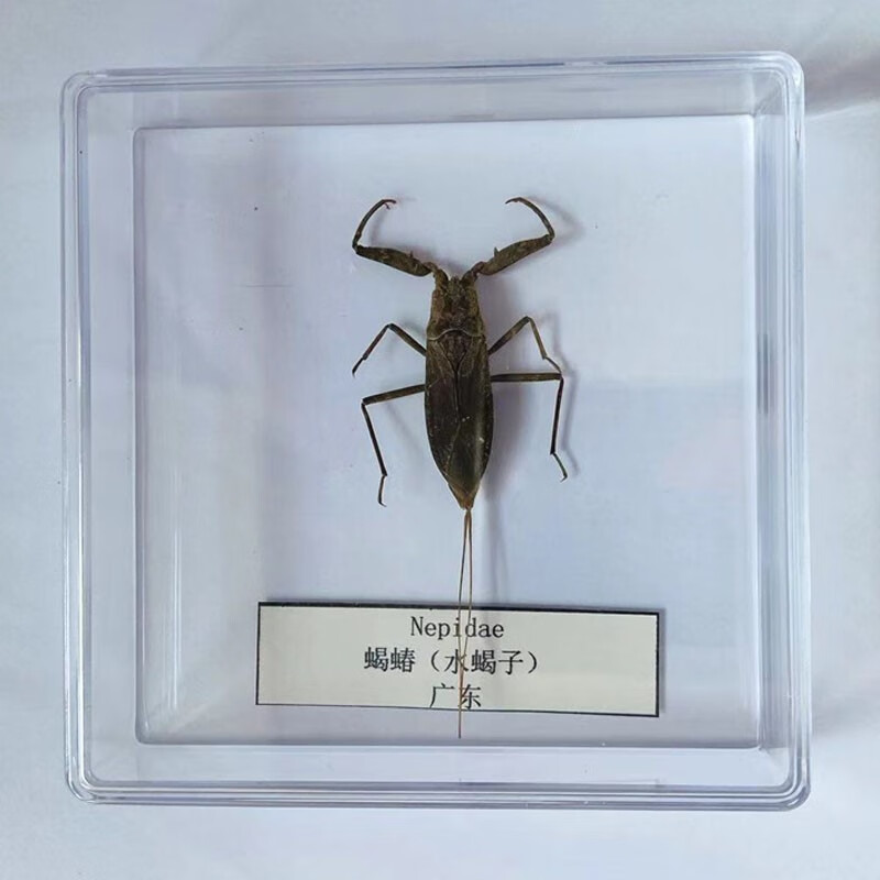 养殖真蝴蝶儿童教学认知礼物蝉天牛螳螂蝗虫甲虫 深灰色蝎蝽(水蝎子)