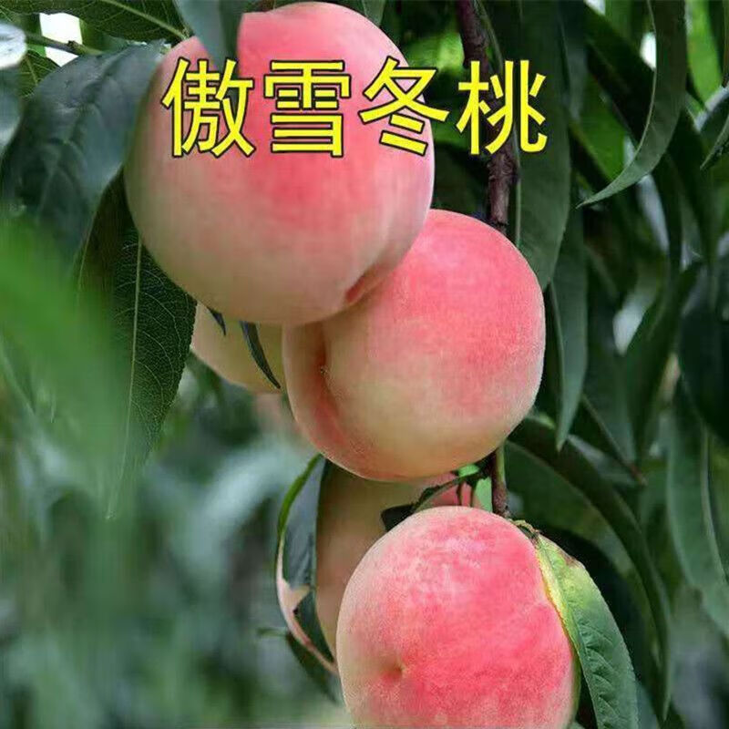 晚熟桃树苗:傲雪冬桃:雪桃冬桃苗中华桃王云南冬桃树苗南北方种植 2年