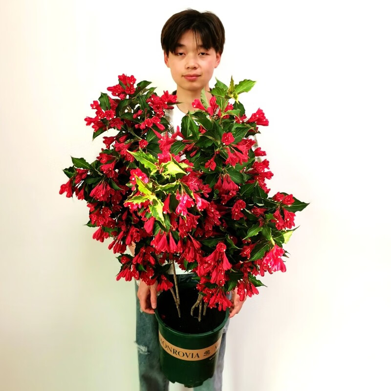 锦带花庭院花卉盆栽地栽美国红王子锦带花苗锦带苗高档绿篱灌木四季
