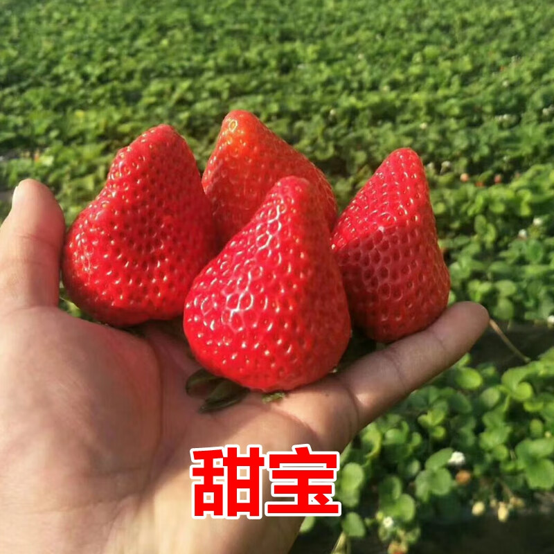 四季奶油草莓苗 食用当年结果脱毒牛奶草莓种秧盆栽阳台【甜宝】9号