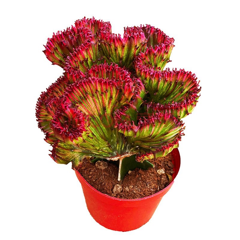 玉麒麟盆栽热销榜