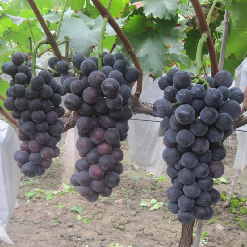 摩尔多瓦葡萄树苖庭院南北方种植庭院盆栽地栽葡萄苗爬藤葡萄树苗
