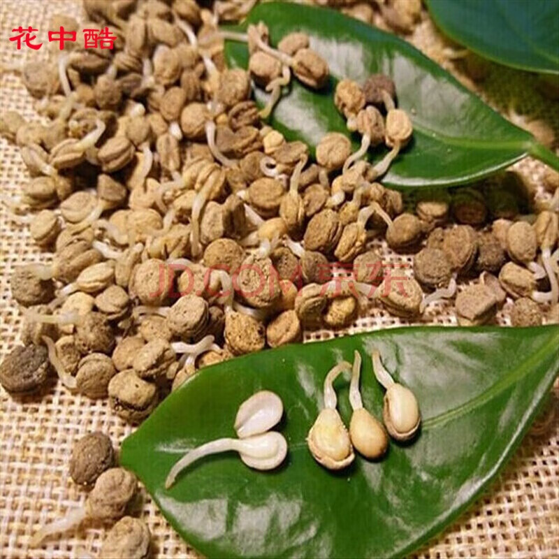 花支蕊长白山人参种子西洋参种子野山参种子已催芽人参苗 西洋参种子