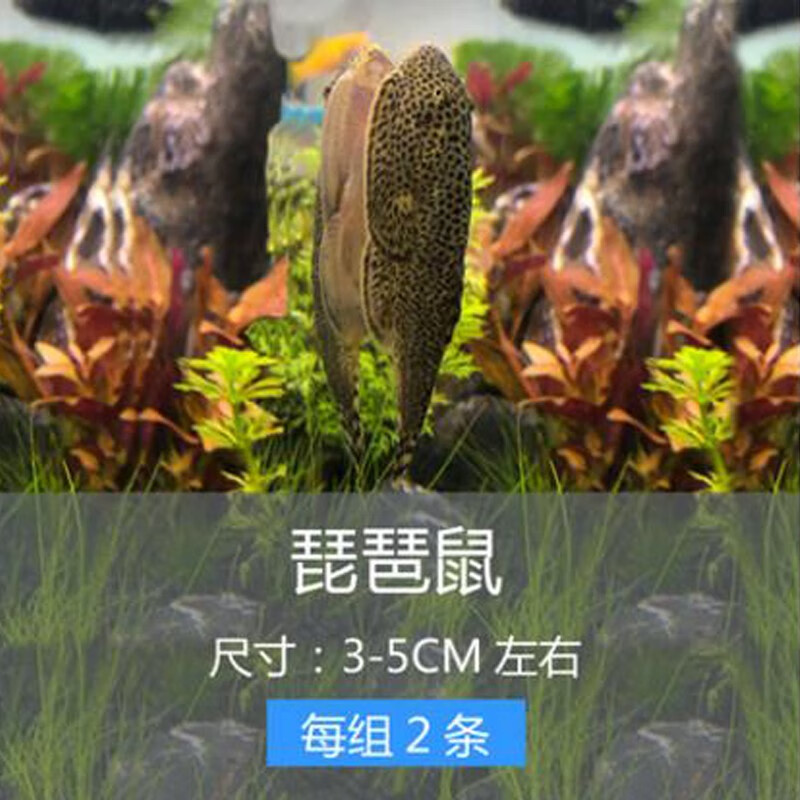 热带鱼工具鱼鼠鱼清缸壁垃圾鱼宠物三间鼠鱼sqianpet 2只琵琶鼠4-5cm