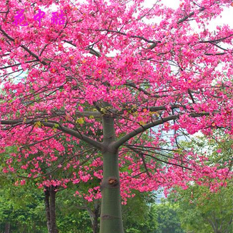 花中酷   新采木棉花种子 木棉树种子 美人树种子 美丽异木棉种子