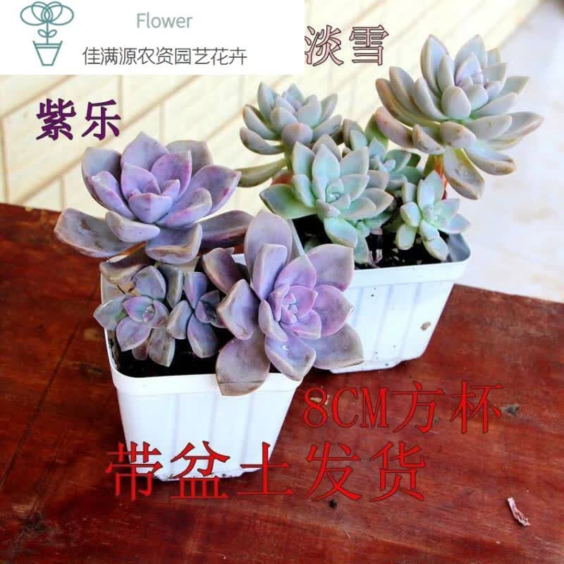 淡雪 相关京东优惠商品排行榜 4 价格图片品牌优惠券 虎窝购