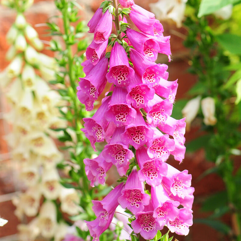 百婉集 毛地黄花苗别墅花卉耐寒庭院冬季花坛室外花园植物户外地栽耐