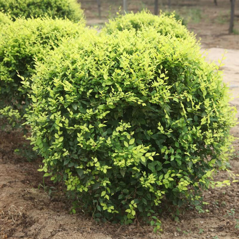 工程绿化苗木 庭院种植各种绿化苗木 景观苗木 街道小区绿化苗木 金叶