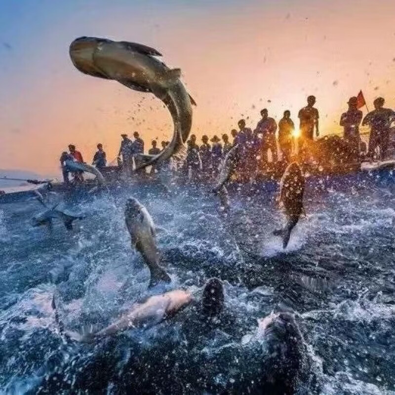 源外园千岛湖胖头鱼 千岛湖活鱼 淡水鲢鳙活鱼大头鱼包头花鲢 端午 送礼 6斤活鱼