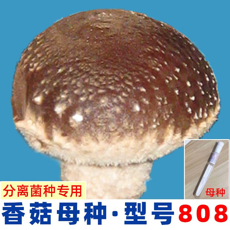 江影清香菇菌种栽培种一级种二级种三级种椴木头菌种母种试管 香菇母种(一级) 808