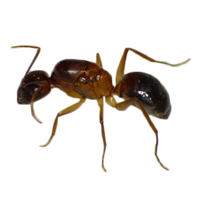 鱼多趣宠物拟光腹弓背蚁Camponotus pseudoirritans宠物工坊蚂蚁 1后50工