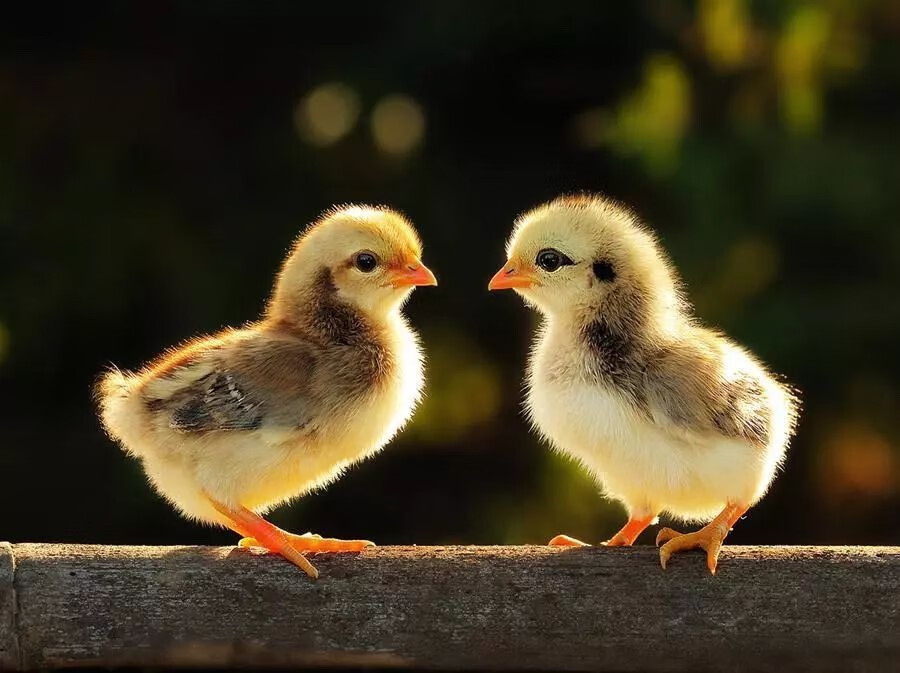 芦花鸡苗土鸡苗 小鸡 小鸡崽活苗 小鸡仔活的 50只起发