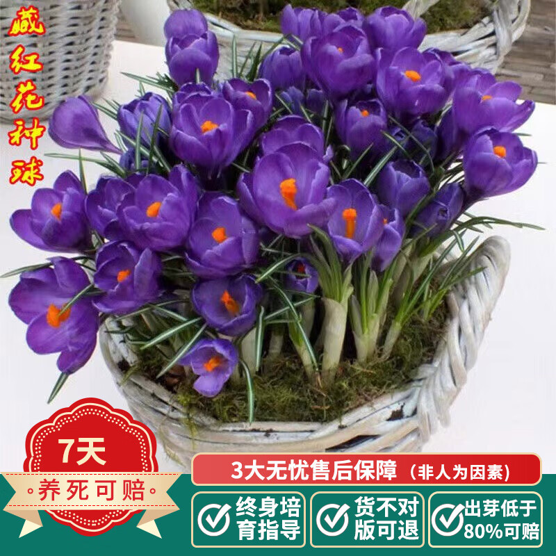 球根 相关京东优惠商品排行榜 价格图片品牌优惠券 虎窝购