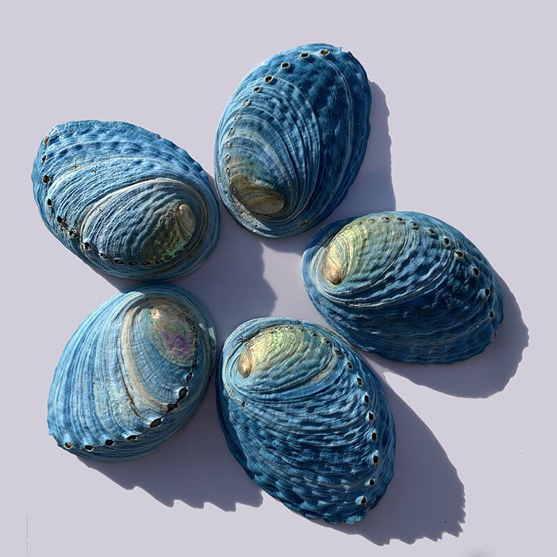 具辉新西兰蓝鲍新西兰蓝鲍鱼贝壳标本鱼缸造景收藏摆件 蓝色7-9厘米一