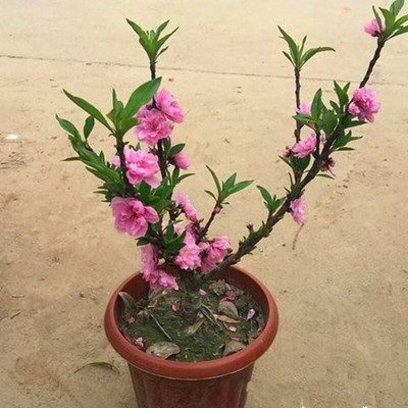 镜之月桃花树盆栽 桃花苗树寿心桃盆栽寿星桃观赏盆景 耐寒植物 寿星